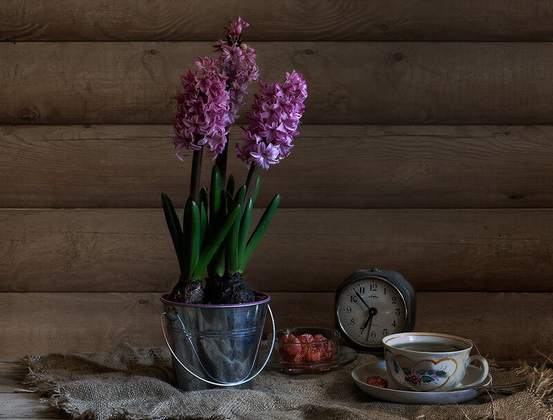 Hyacinth in Metal Pot