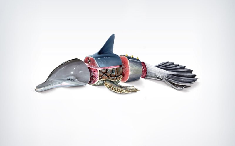 hybrid animal anatomy illustration