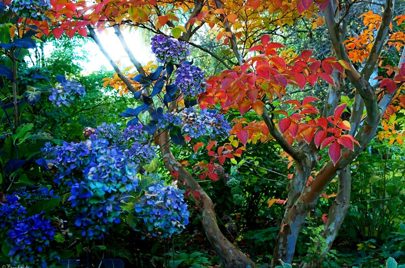 Hydrangea and Tree Leaves