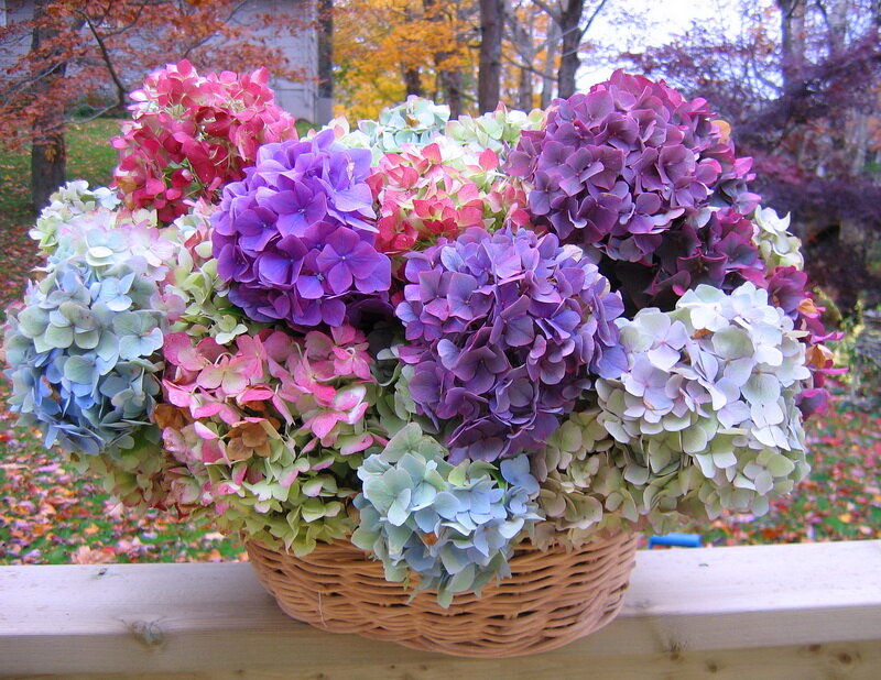 Hydrangea Bouquet in Basket