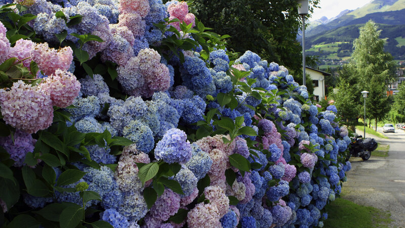Hydrangea Bush in Bloom