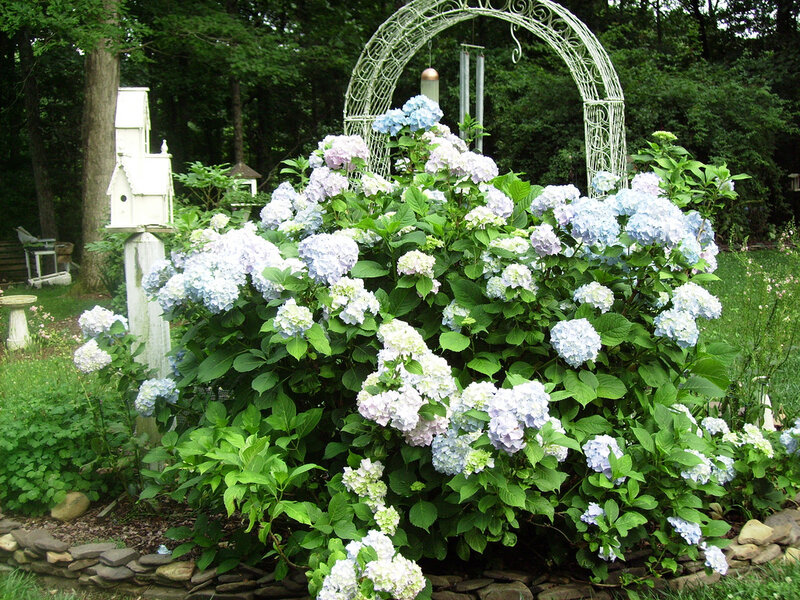 Hydrangea Bush in Garden — Green