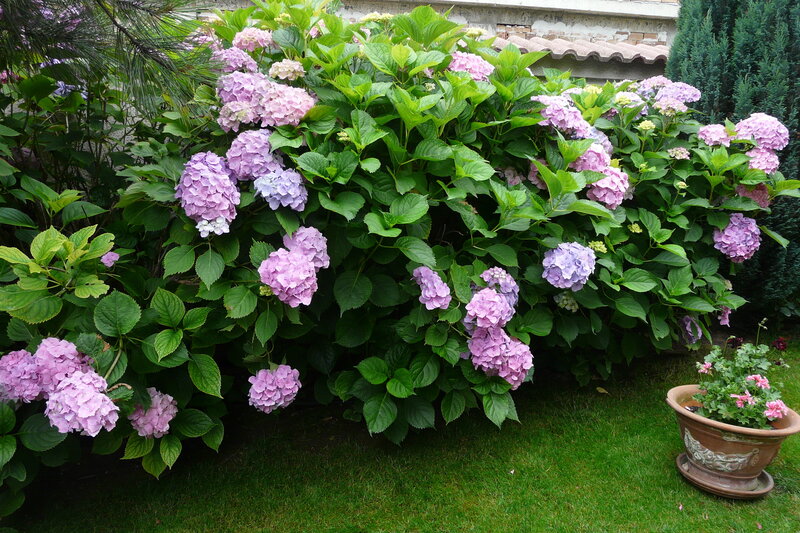 Hydrangea Bush in Garden