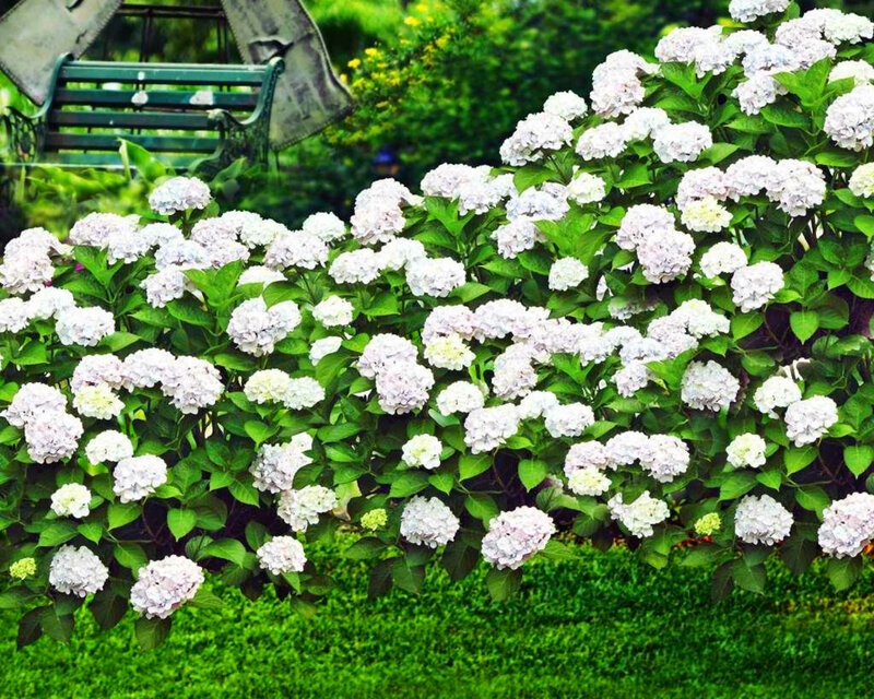 Hydrangea Bush in Garden — White