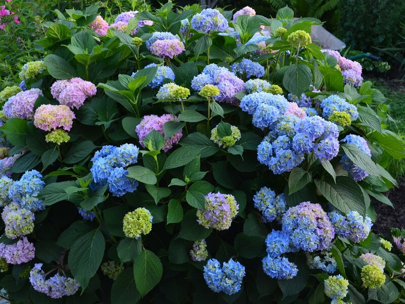 Hydrangea Bush with Flowers — Blue