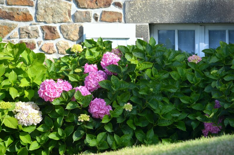 Hydrangea Bush with Flowers — Green