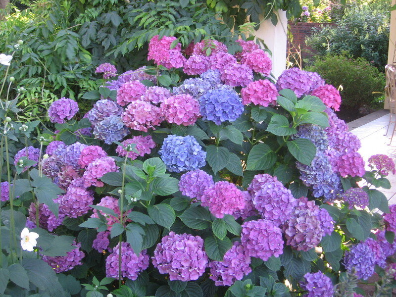 Hydrangea Bush with Flowers