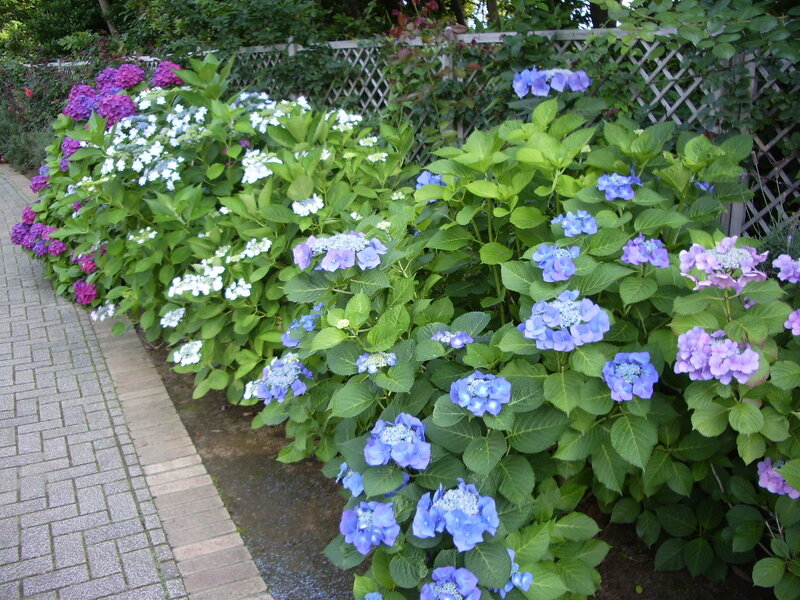 hydrangea bushes along a garden path