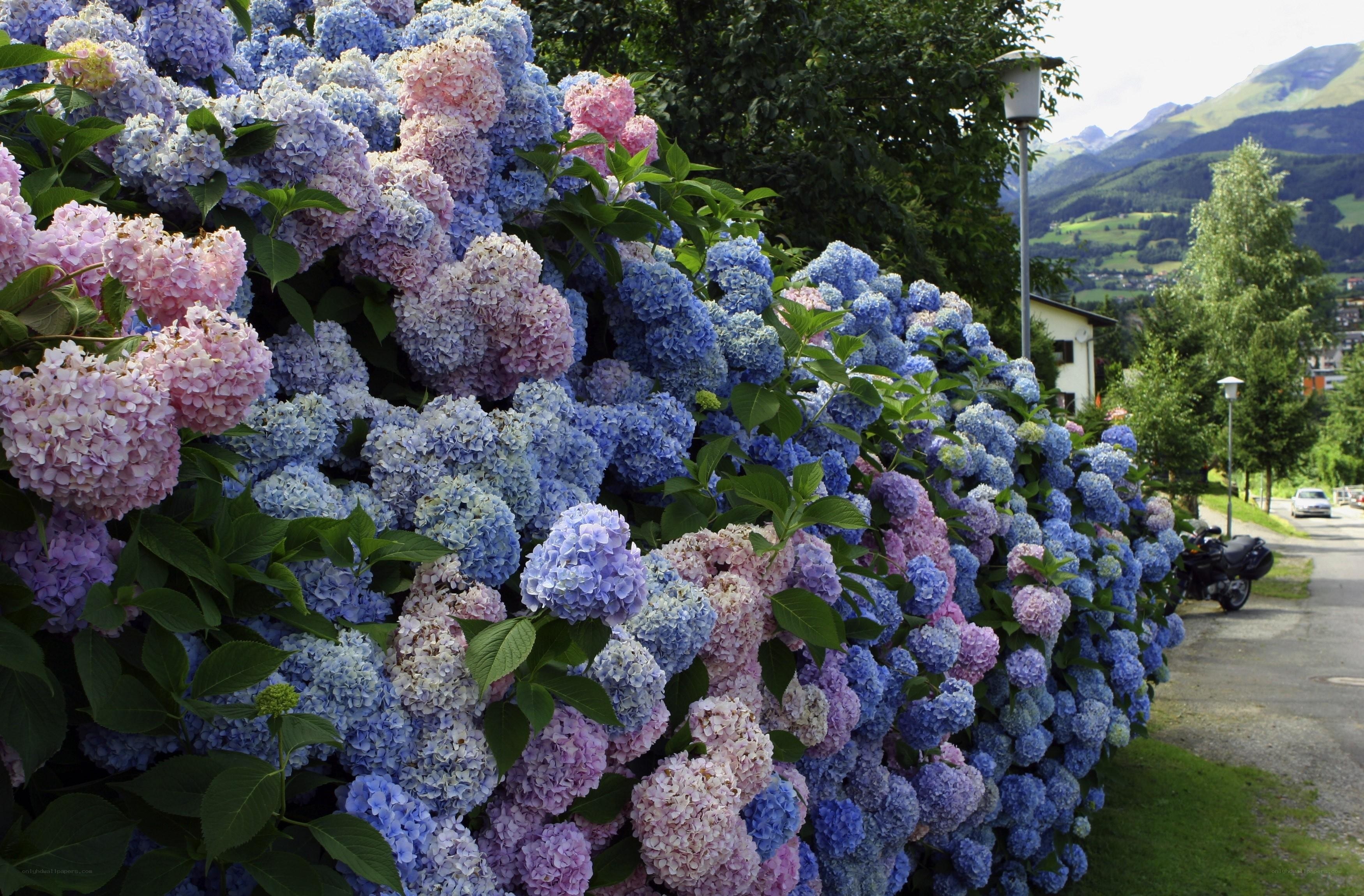 hydrangea bushes in a mountain town