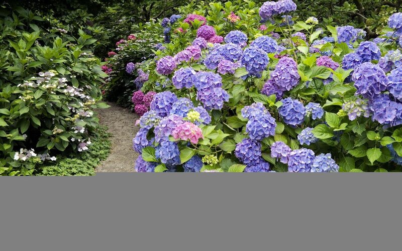 Hydrangea Bushes in Garden — Blue, Serene