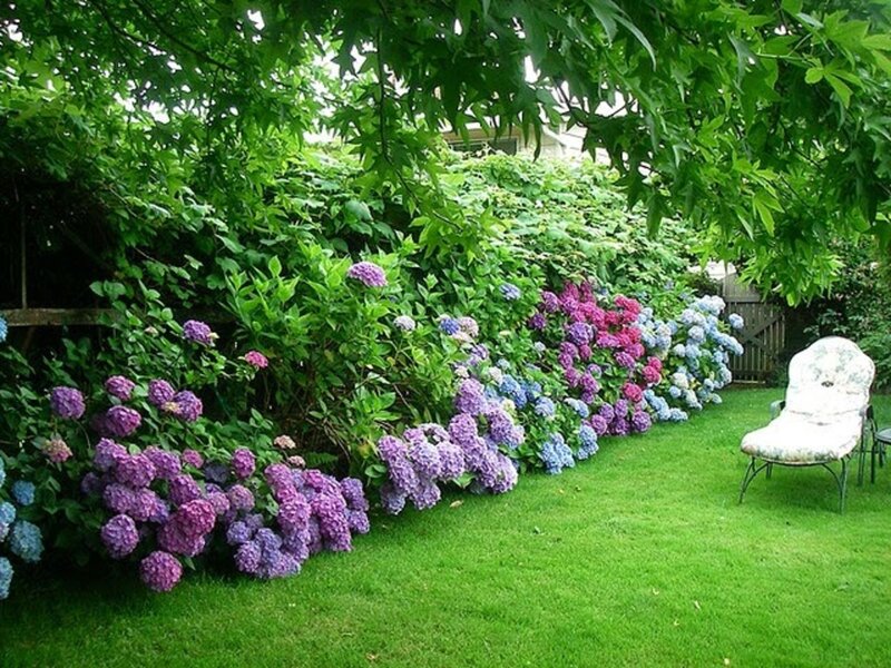 Hydrangea Bushes in Garden — Green