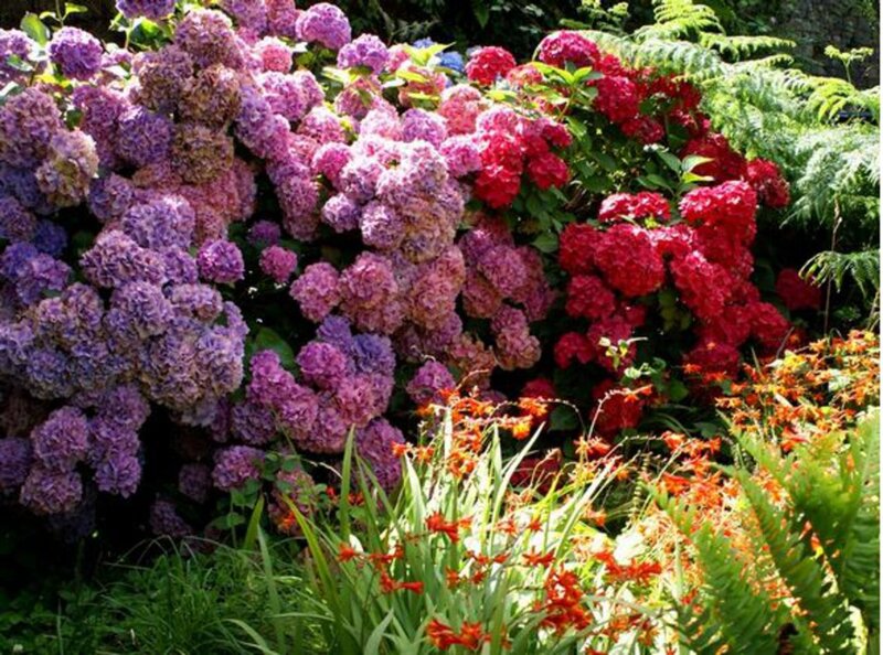 Hydrangea Bushes in Garden — Purple