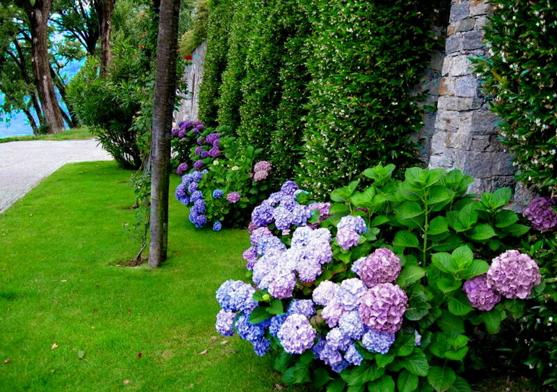 Hydrangea Bushes in Garden