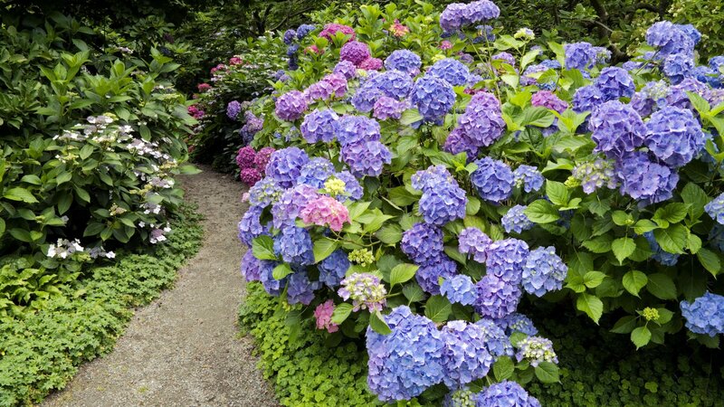 Hydrangea Bushes on Path — Blue