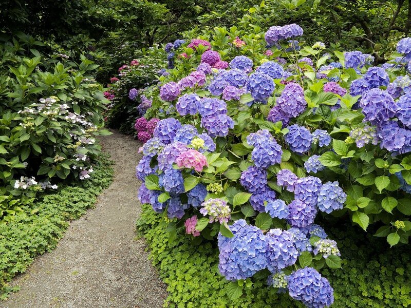 Hydrangea Bushes on Path