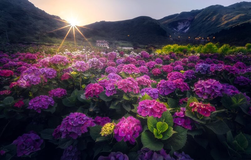 Hydrangea Field at Sunrise