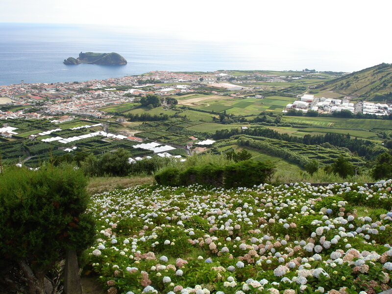 Hydrangea Field Overlooking Town