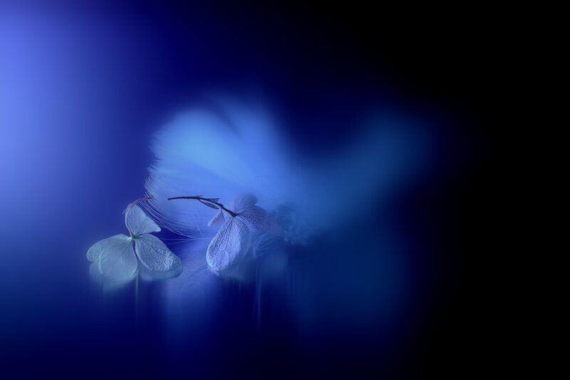 Hydrangea Flower and Feather