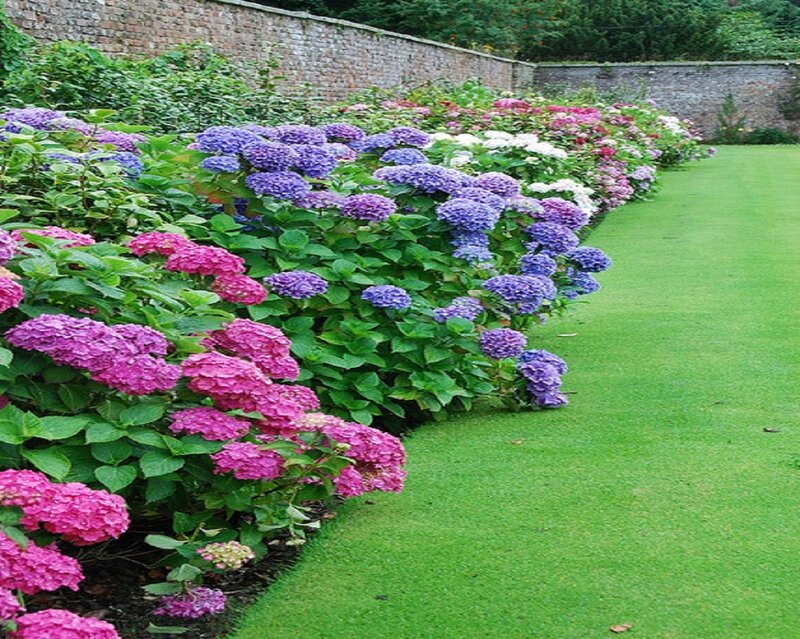 Hydrangea Flower Bed — Green