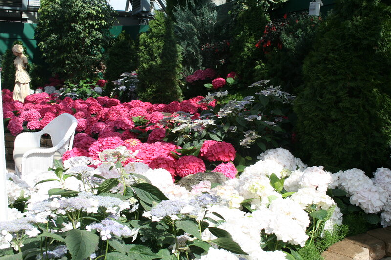Hydrangea Flower Bed — Pink, Serene, Afternoon