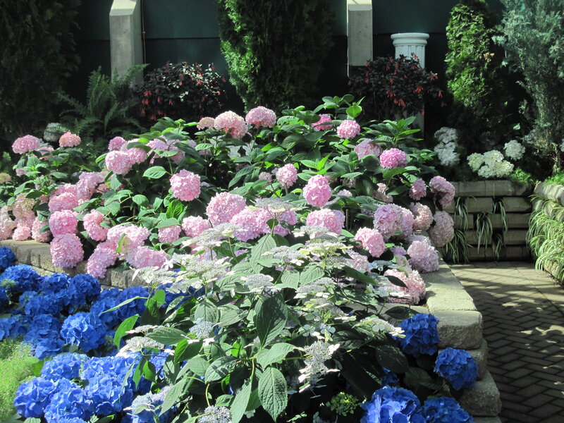 Hydrangea Flower Bed — Pink, Serene