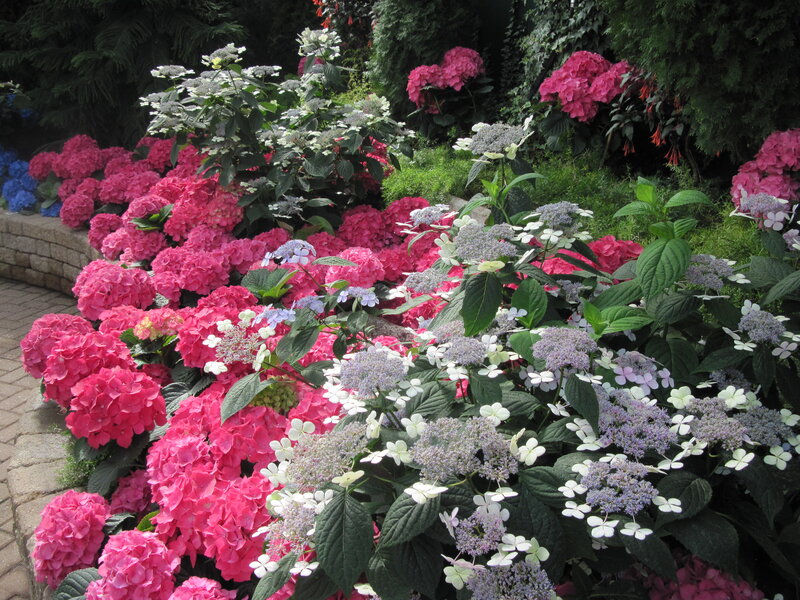 Hydrangea Flower Bed — Pink
