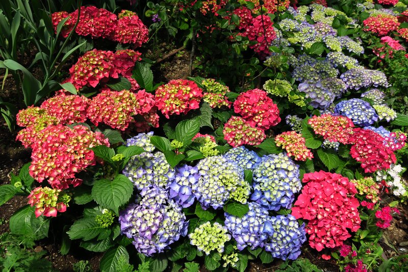 Hydrangea Flower Bed — Red