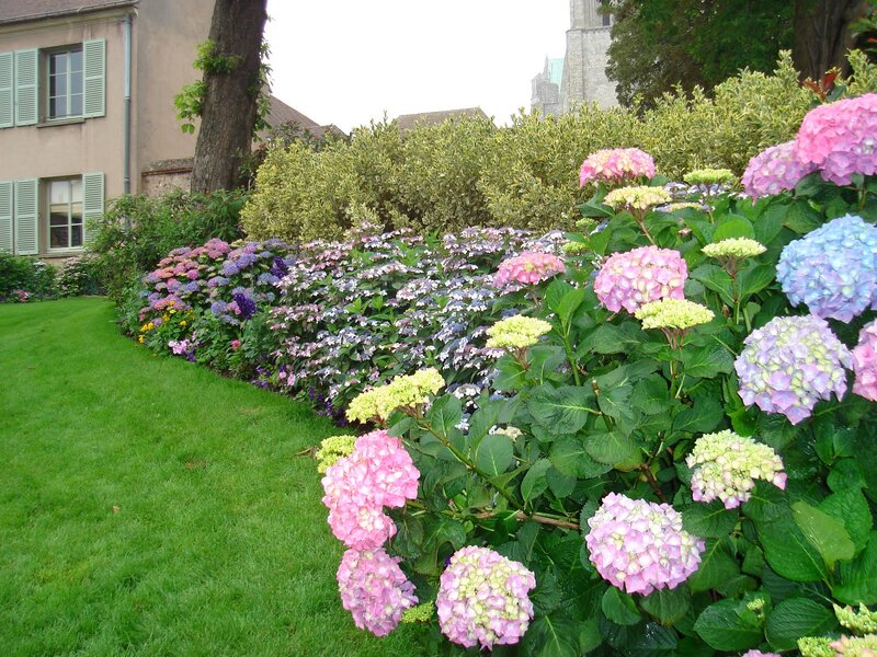 Hydrangea Flower Bed