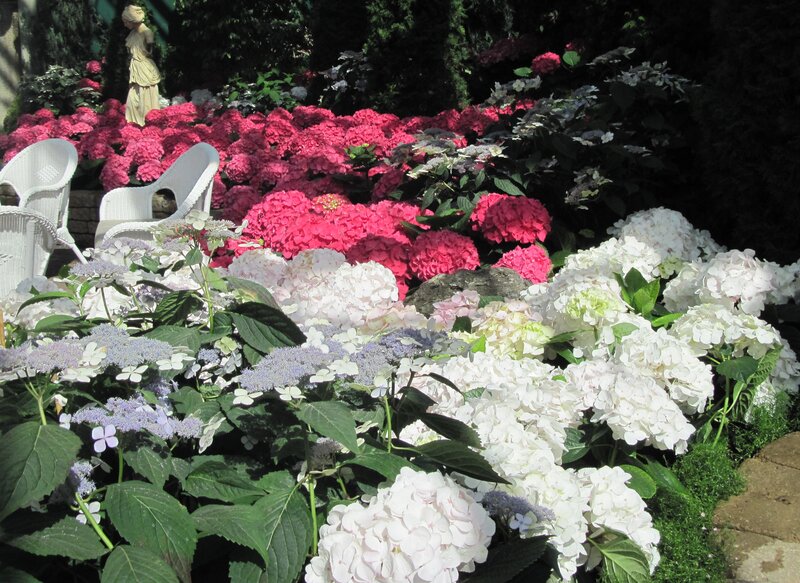 Hydrangea Flower Bed — White