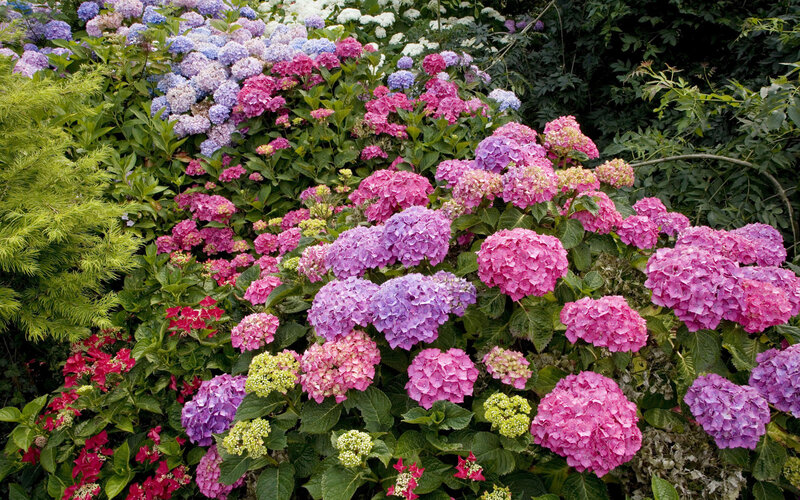 Hydrangea Flower Bush — Pink, Calm