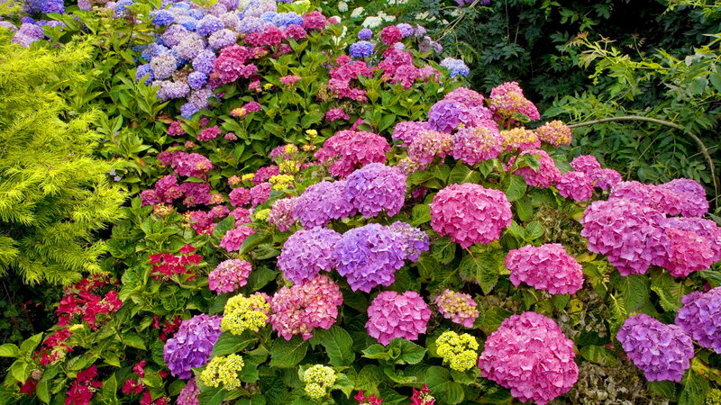 Hydrangea Flower Bush — Pink, Vibrant, Summer