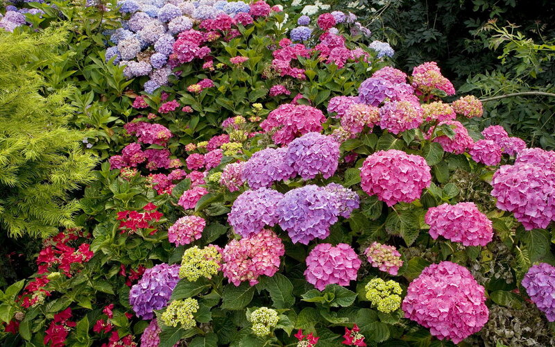 Hydrangea Flower Bush — Pink, Vibrant