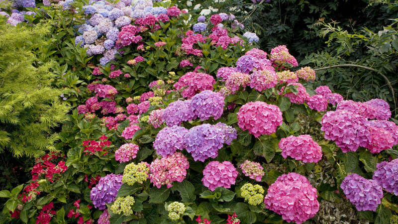 Hydrangea Flower Bush