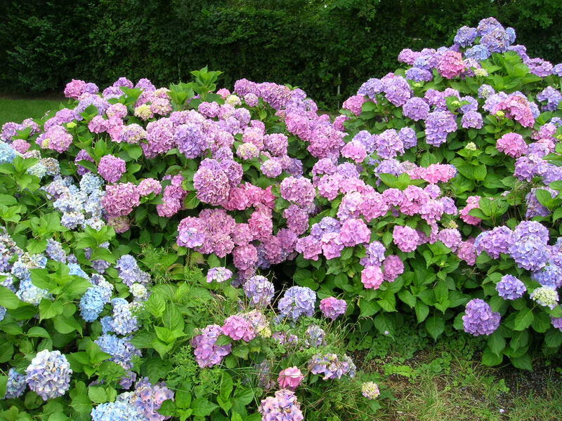 Hydrangea Flower Bushes