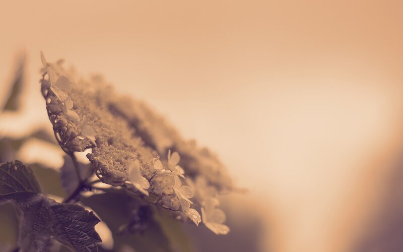 Hydrangea Flower Cluster — Beige