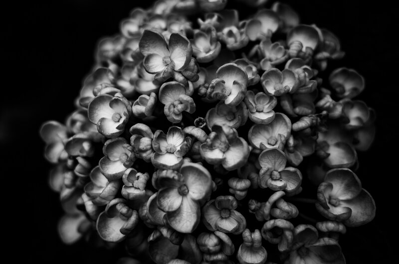 Hydrangea Flower Cluster — Black
