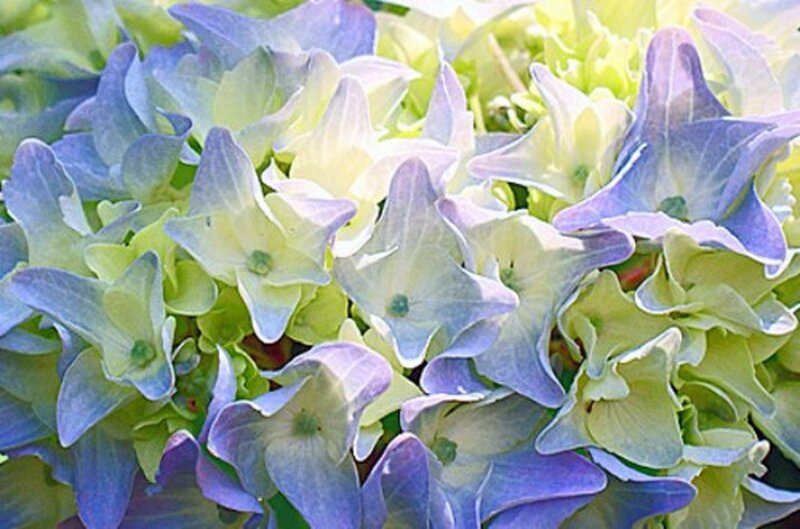 Hydrangea Flower Cluster — Blue, Calm, Afternoon