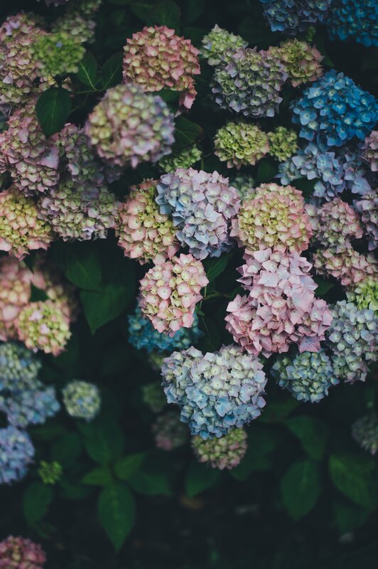 Hydrangea Flower Cluster — Blue, Calm, Photograph, Flowers