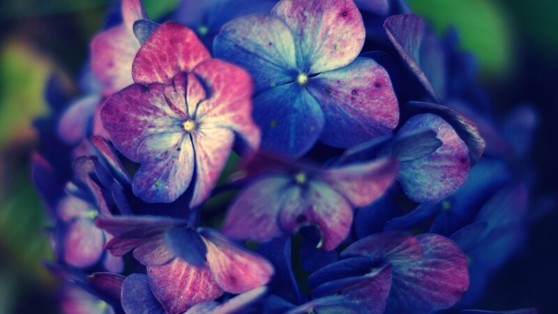Hydrangea Flower Cluster — Blue, Calm, Photograph, Petals, Bloom