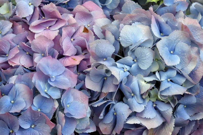 Hydrangea Flower Cluster — Blue, Calm, Photograph, Petals