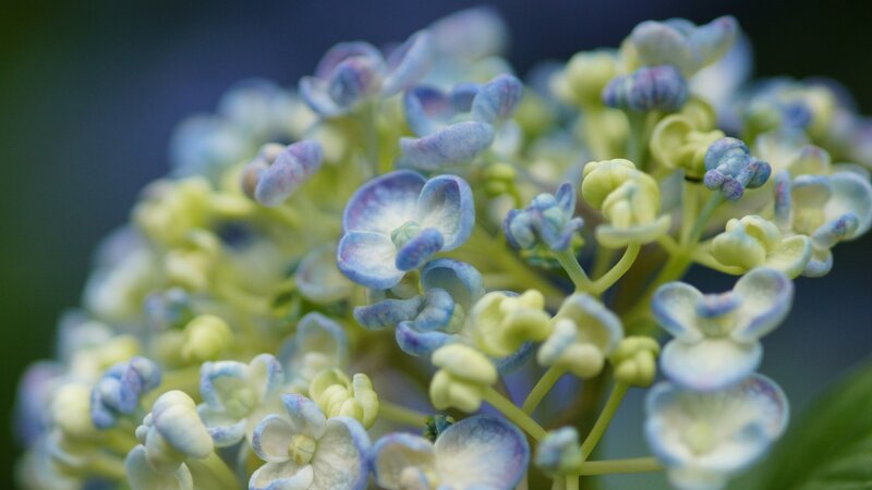 Hydrangea Flower Cluster — Blue, Calm, Photograph
