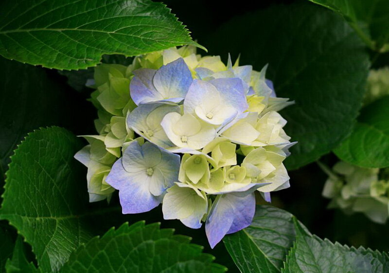 Hydrangea Flower Cluster — Blue, Calm