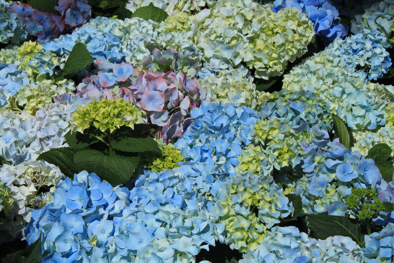 Hydrangea Flower Cluster — Blue