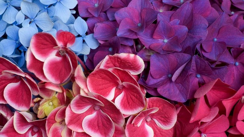 Hydrangea Flower Cluster — Blue, Vibrant, Photograph, Flowers
