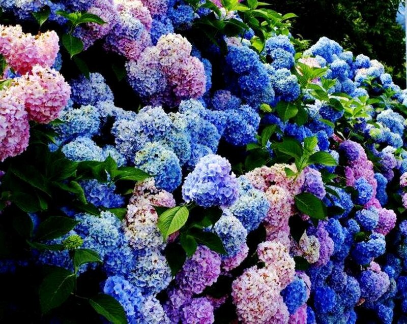 Hydrangea Flower Cluster — Blue, Vibrant