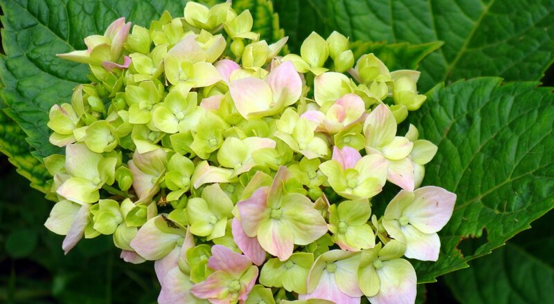 Hydrangea Flower Cluster — Green, Calm, Summer, Photograph, Leaves