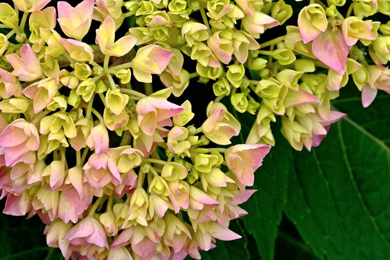 Hydrangea Flower Cluster — Green, Calm, Summer, Photograph