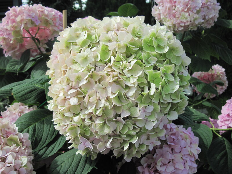 Hydrangea Flower Cluster — Green, Calm, Summer