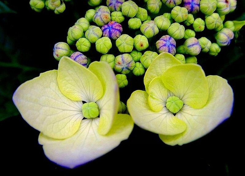Hydrangea Flower Cluster — Green, Dramatic