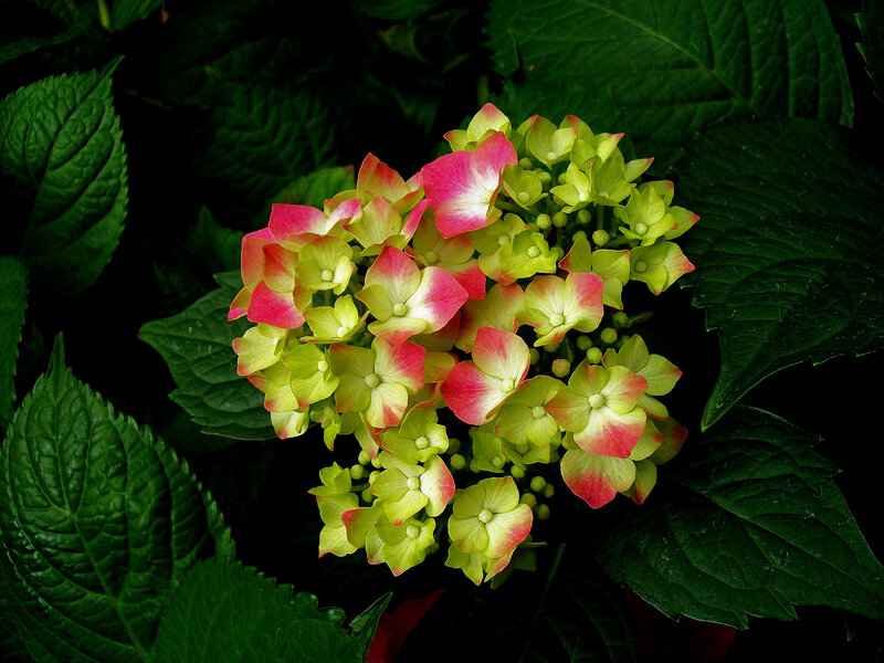 Hydrangea Flower Cluster — Green, Natural